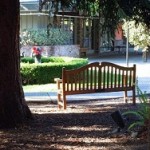 A bench under a tree.