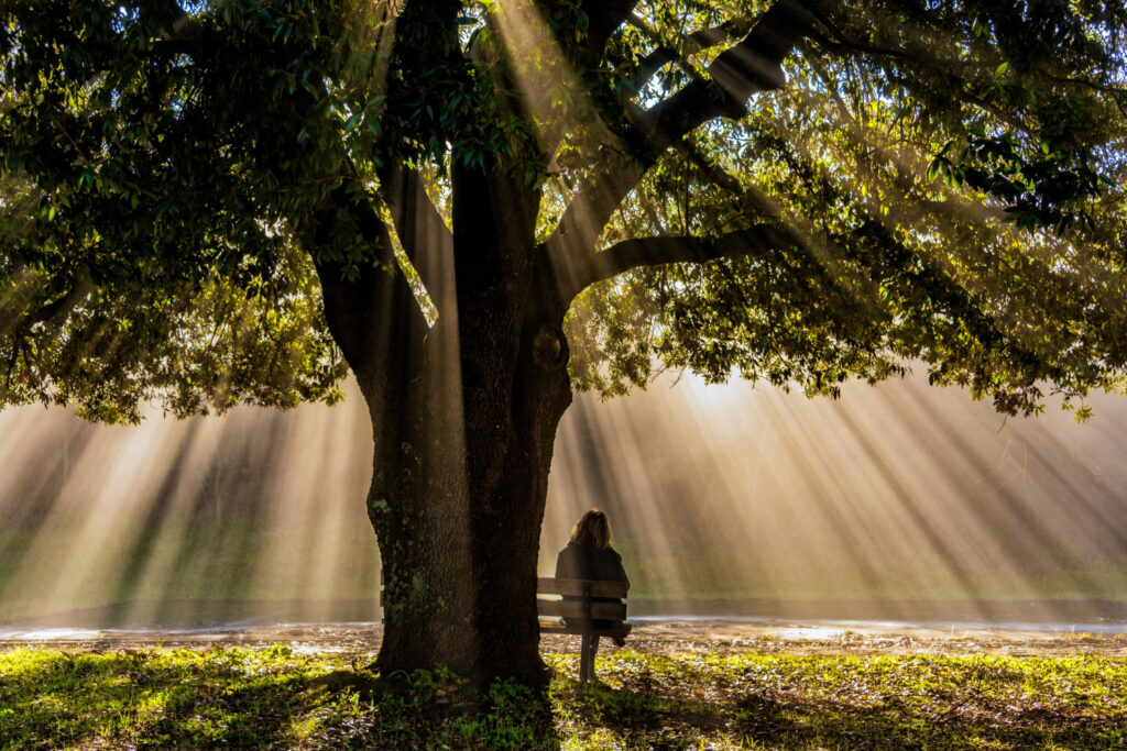 A person sitting on a bench under a big tree